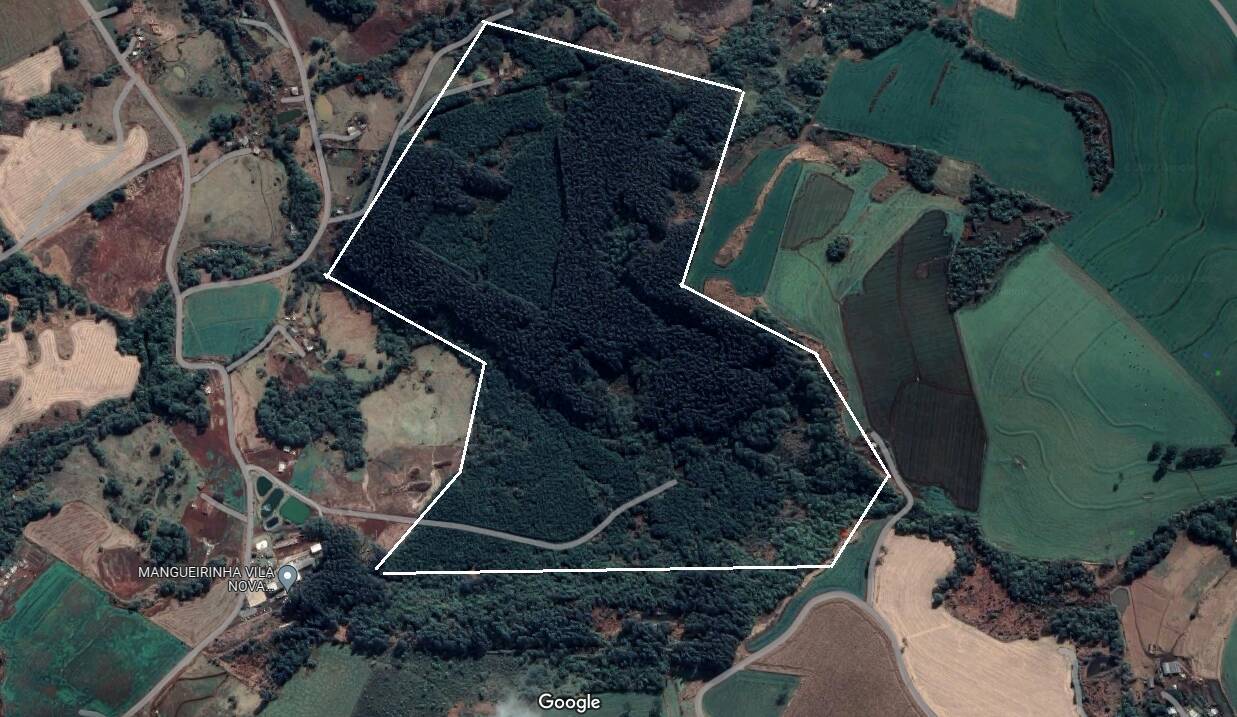 #491 - Floresta Mista - Pinus e Eucalipto para Venda em Mangueirinha - PR