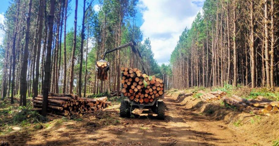 #616 - Floresta de Pinus para Venda em São Francisco de Paula - RS