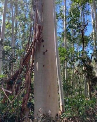#619 - Floresta Mista - Pinus e Eucalipto para Venda em Herval d`Oeste - SC
