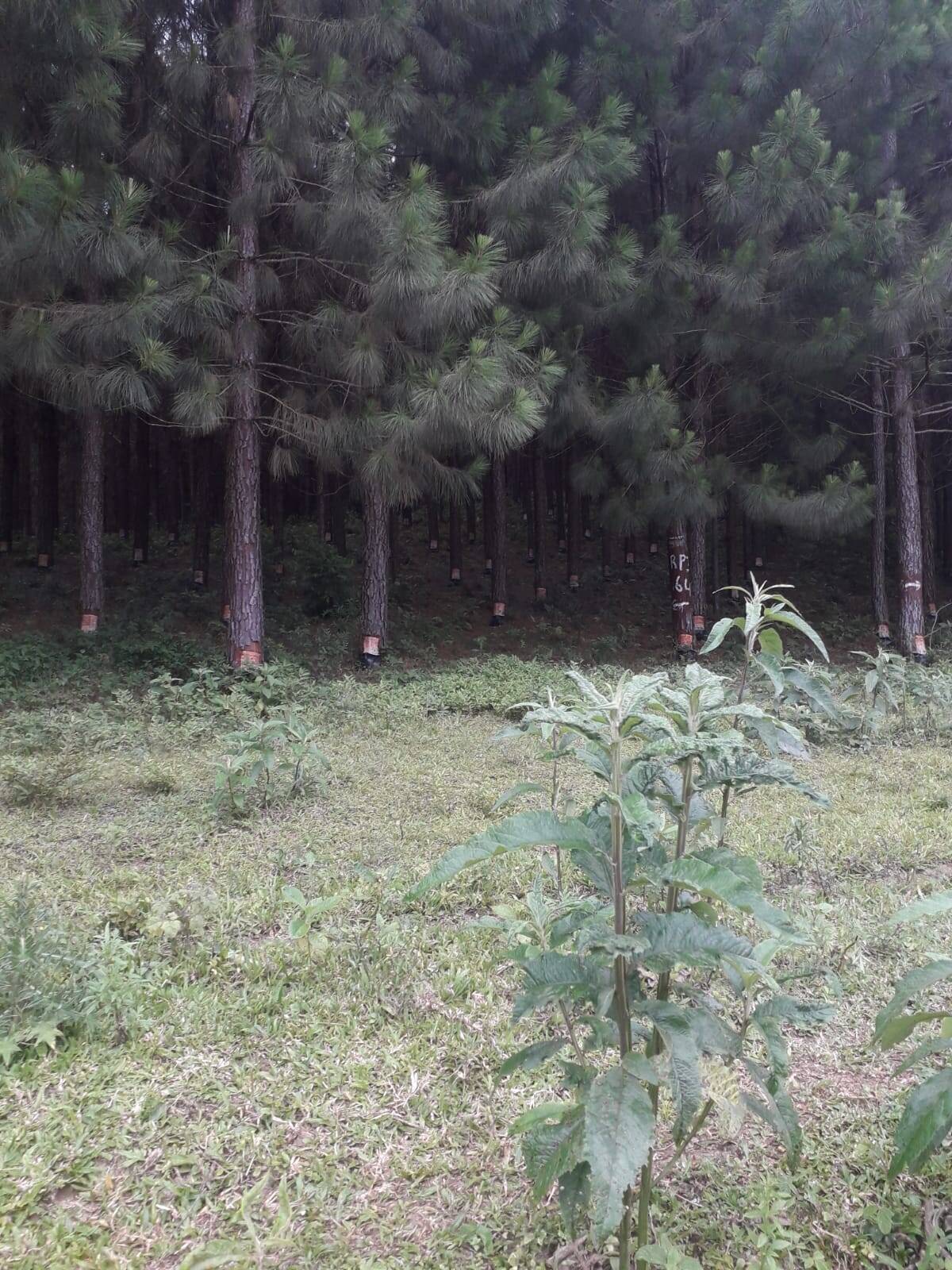 #557 - Floresta de Pinus para Venda em Apiaí - SP