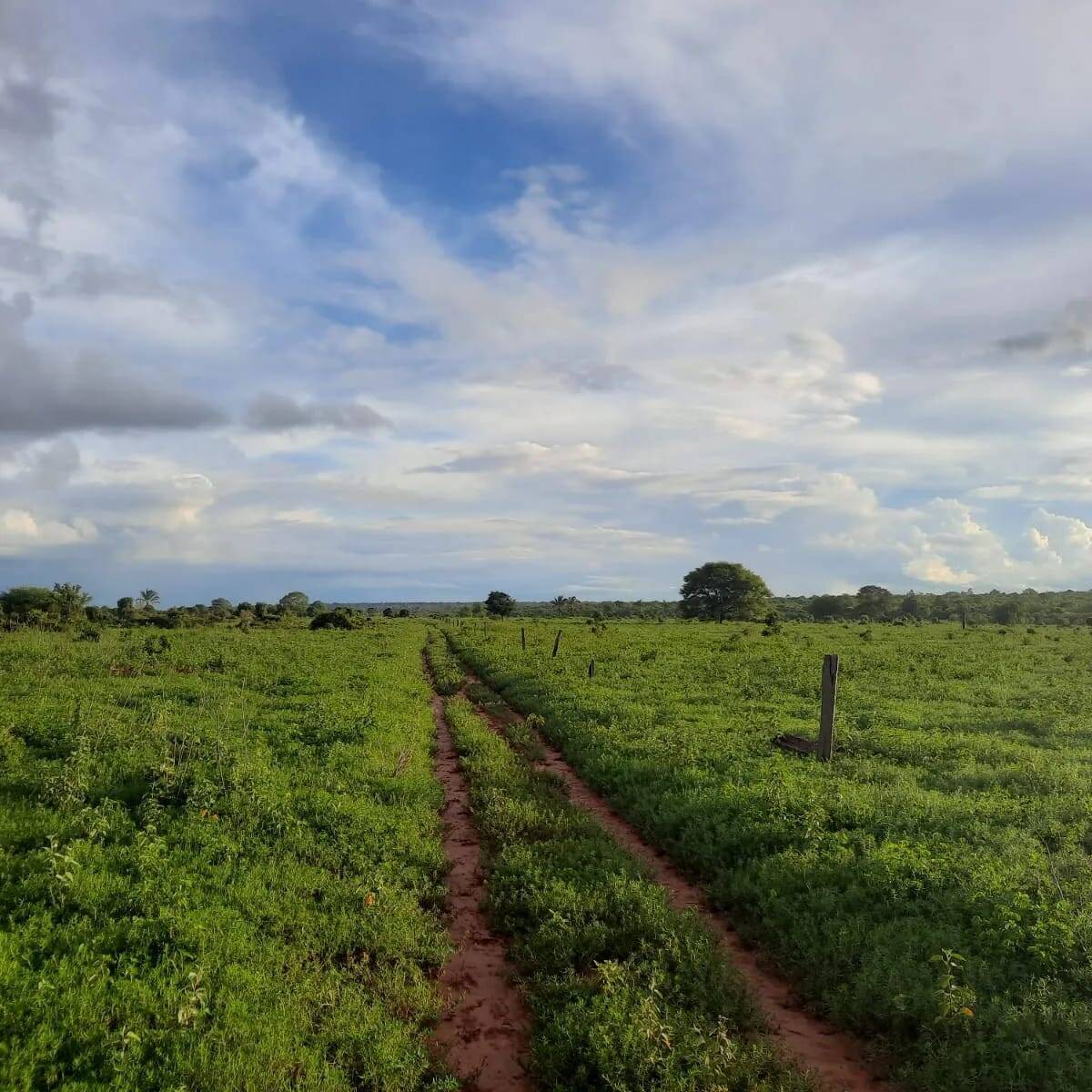 #573 - Fazenda para Venda em Peixoto de Azevedo - MT