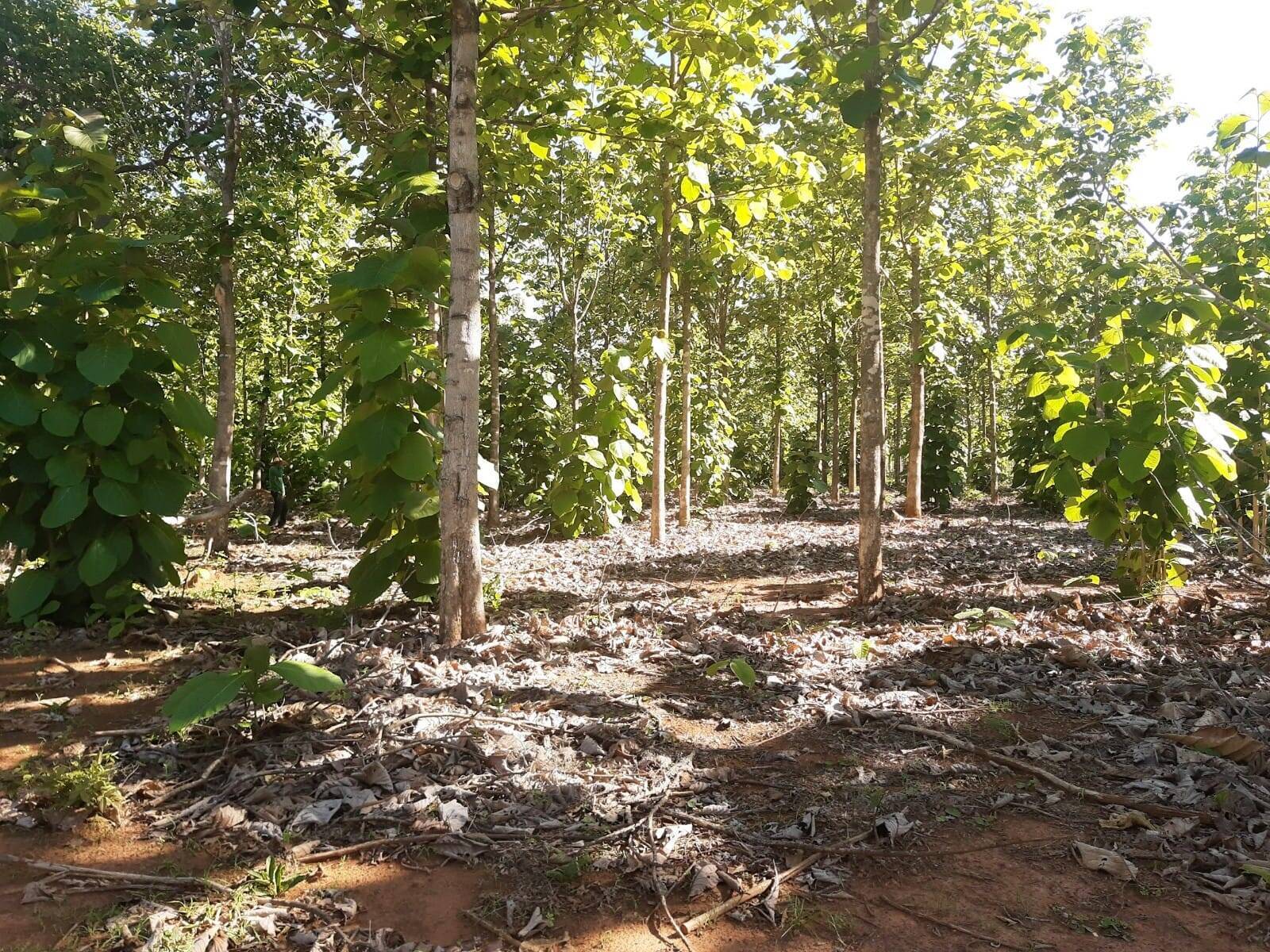 #574 - Floresta Mista para Venda em Conceição do Tocantins - TO