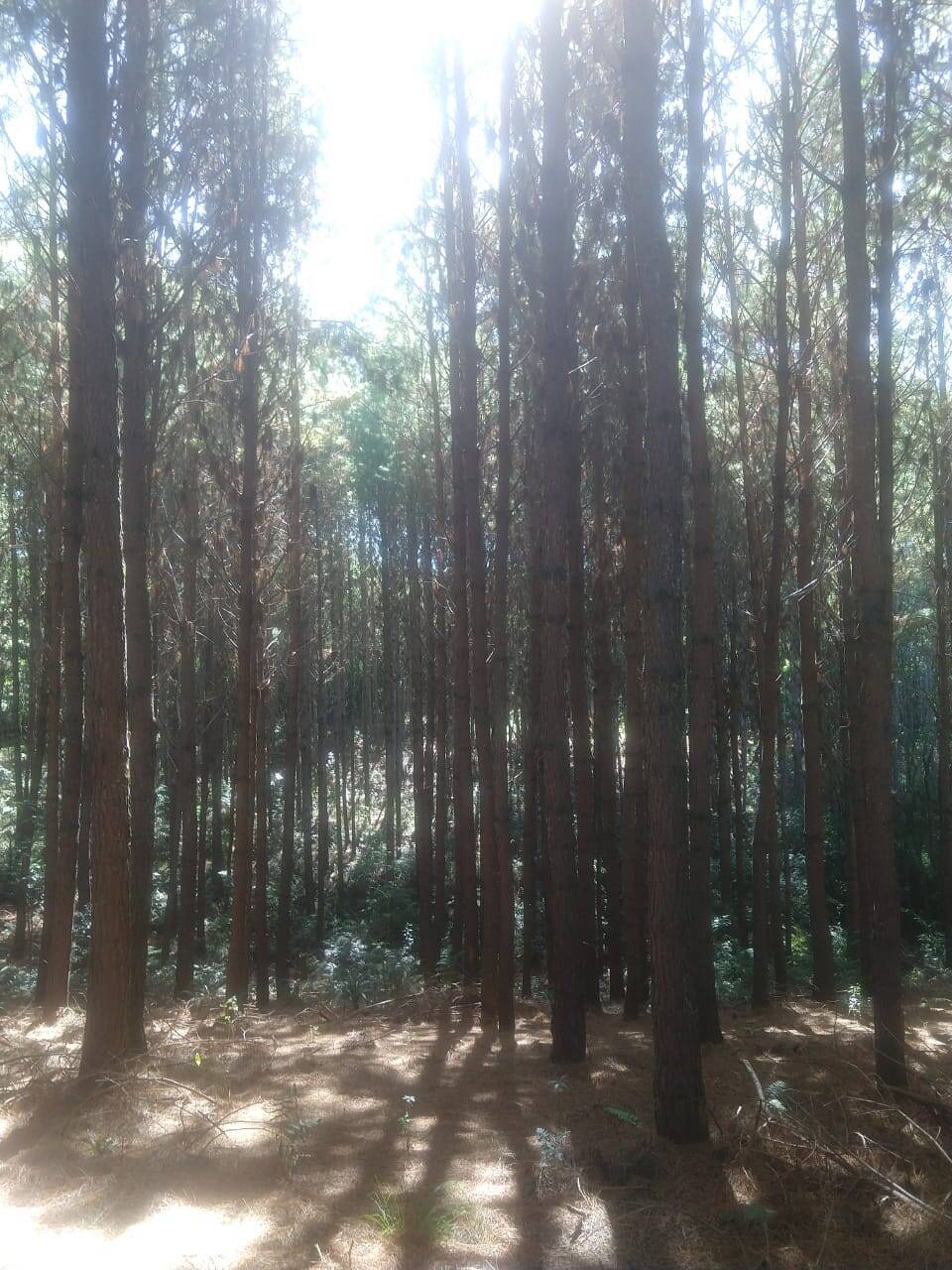 #719 - Floresta de Pinus para Venda em Mandirituba - PR