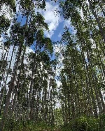 #738 - Floresta de Eucalipto para Venda em Pariquera-Açu - SP