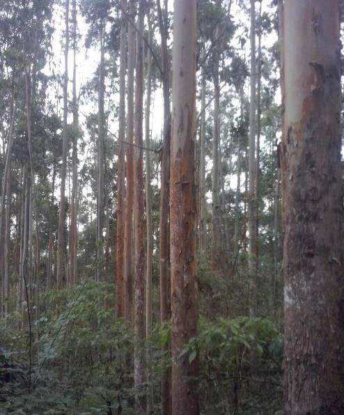 #742 - Floresta de Eucalipto para Venda em Cerro Azul - PR