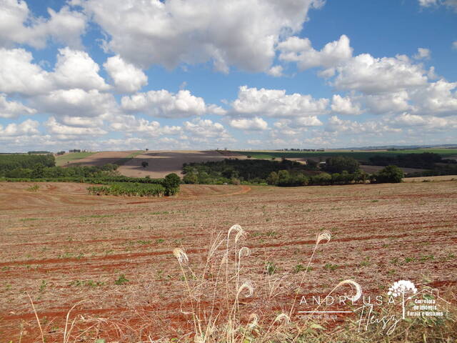 Sítio para Venda em Arapongas - 4