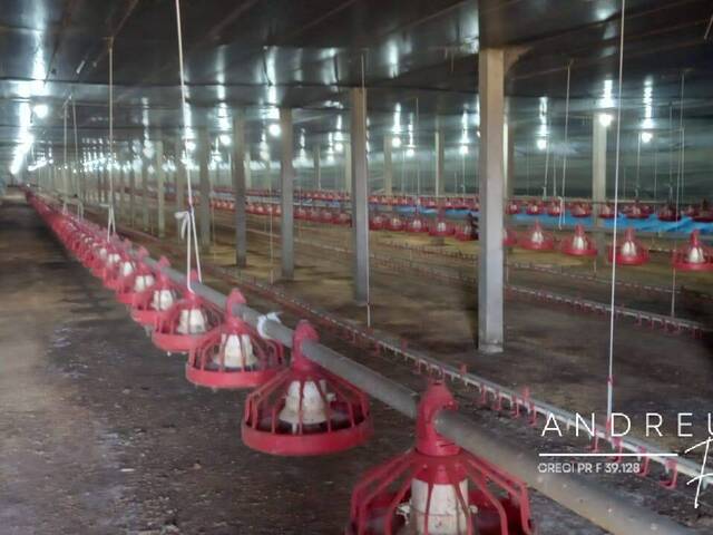 #410 - Granja para Venda em Arapongas - PR - 2