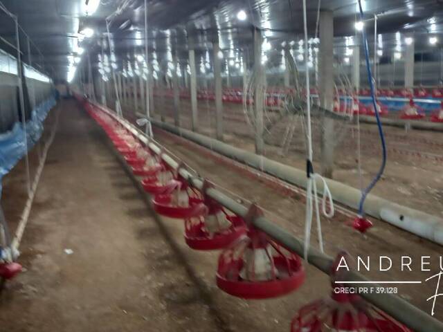 #410 - Granja para Venda em Arapongas - PR - 3