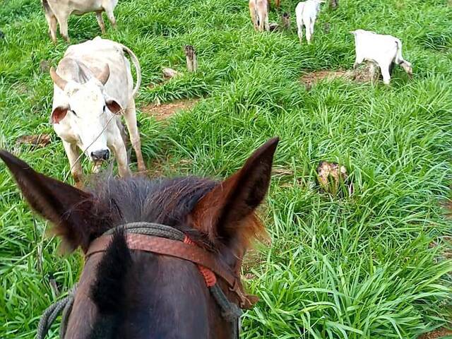 #510 - Fazenda para Venda em Prudentópolis - PR - 2