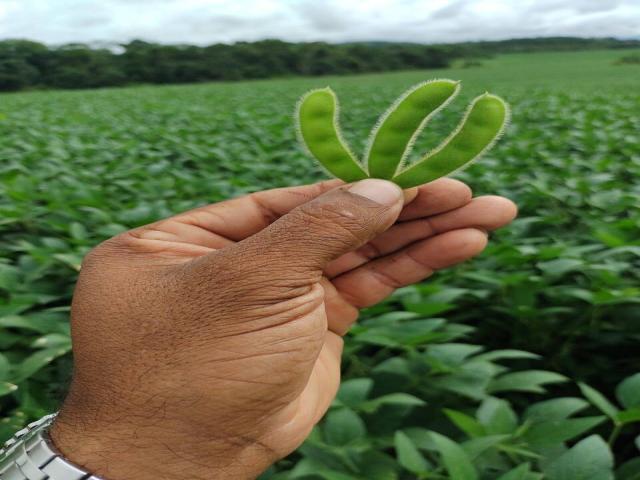 #540 - Fazenda para Venda em Goiatins - TO - 3