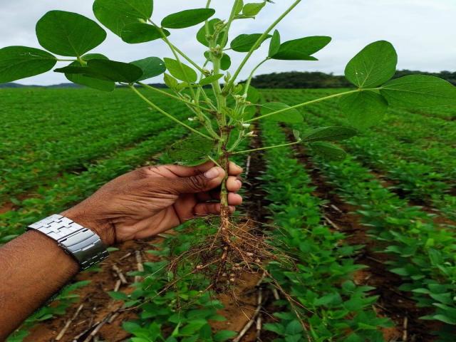 #540 - Fazenda para Venda em Goiatins - TO - 2