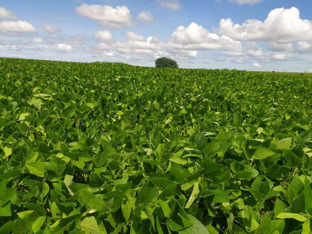 #461 - Fazenda para Venda em Sonora - CA - 3