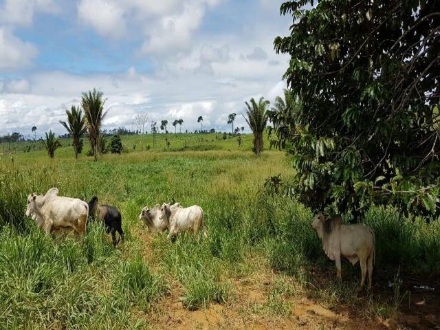 Fazenda para Venda em Marabá - 4
