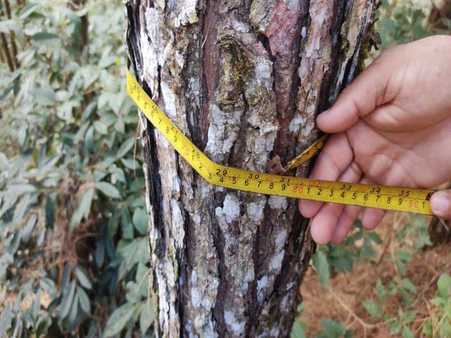 Floresta de Pinus para Venda em Grão Pará - 4