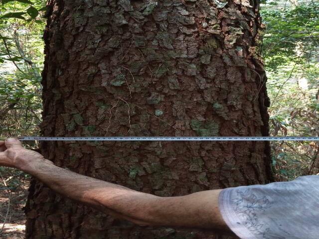 Floresta de Pinus para Venda em Grão Pará - 5