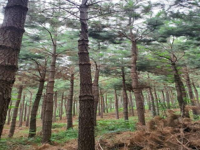 Floresta de Pinus para Venda em Guarapuava - 4