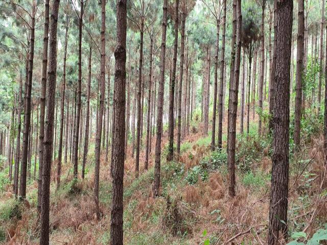 Floresta de Pinus para Venda em Guarapuava - 5
