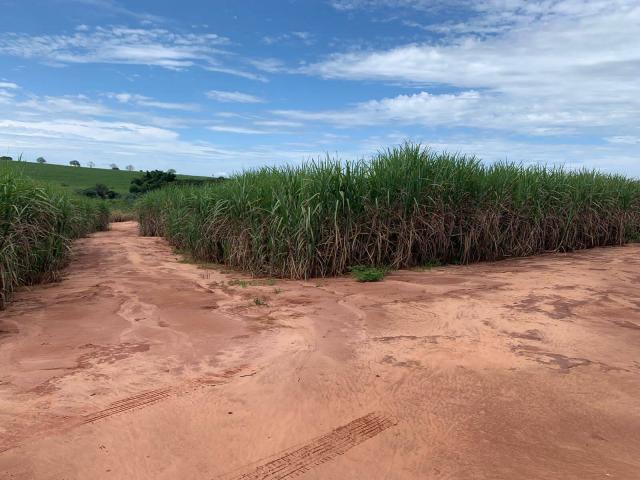 Fazenda para Venda em Paranavaí - 5