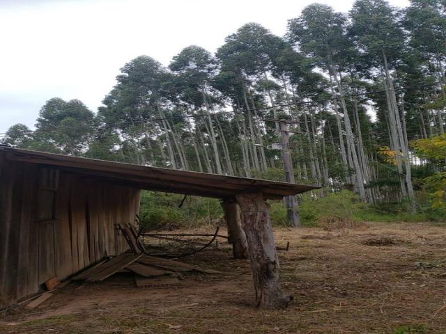 Floresta de Eucalipto para Venda em Campo Largo - 5