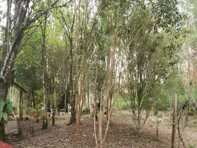 Floresta de Eucalipto para Venda em Campo Largo - 4