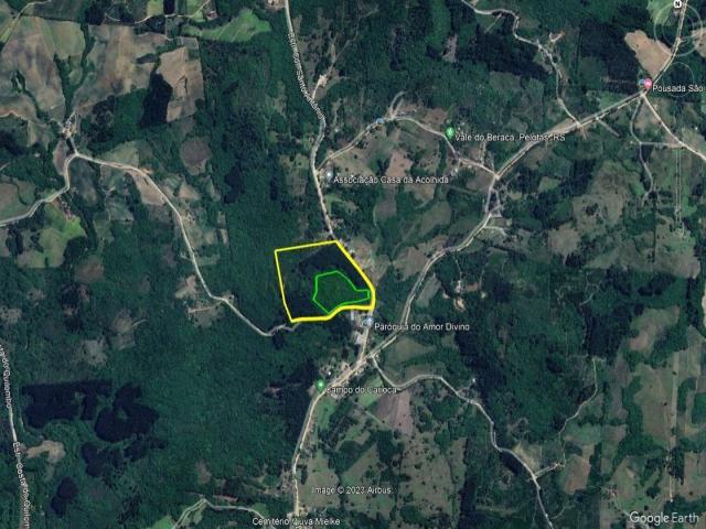 Floresta Mista - Pinus e Eucalipto para Venda em Pelotas - 4