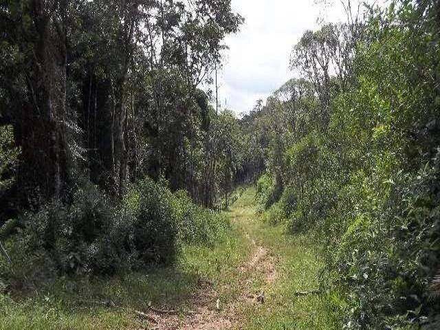 Floresta Mista para Venda em Apiaí - 5