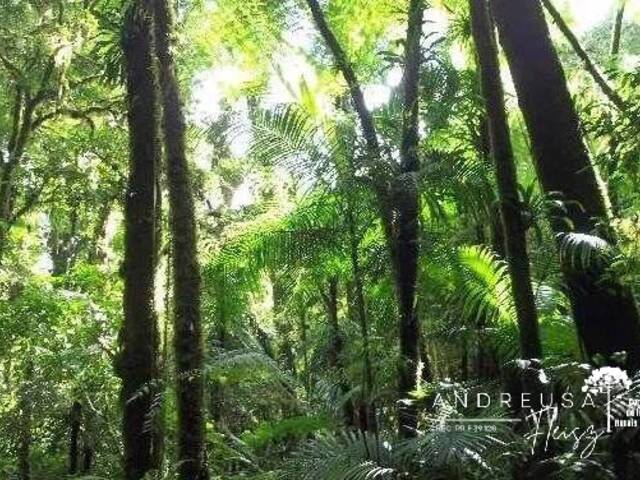 #689 - Floresta Mista para Venda em Apiaí - SP - 2