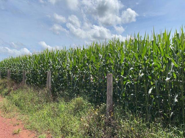 Fazenda para Venda em Araguaína - 4