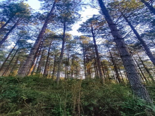 Floresta de Pinus para Venda em Campo Largo - 4