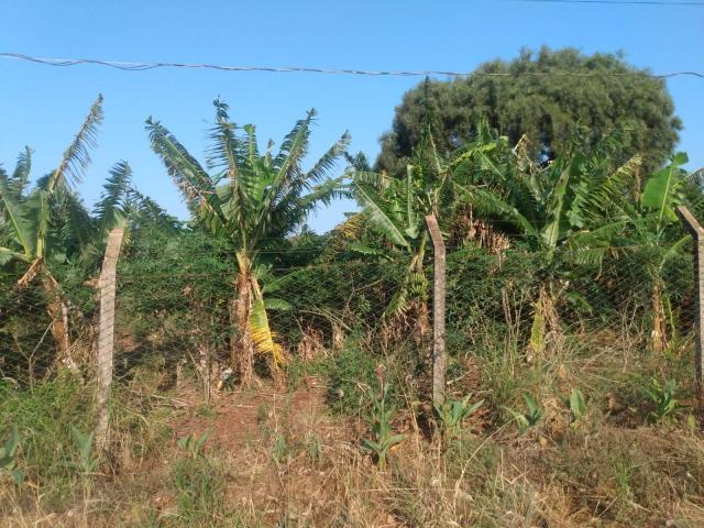 Chácara para Venda em Arapongas - 5