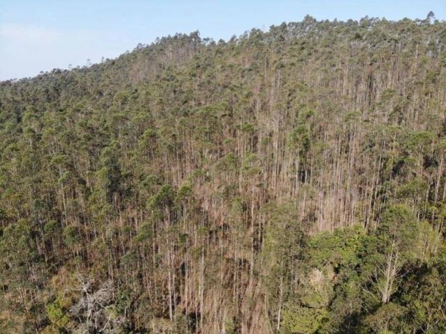 Floresta de Eucalipto para Venda em Guararema - 5