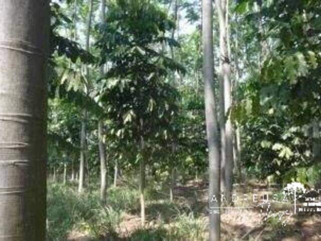 #735 - Floresta Mista para Venda em Aspásia - SP - 3