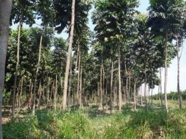 #735 - Floresta Mista para Venda em Aspásia - SP - 2
