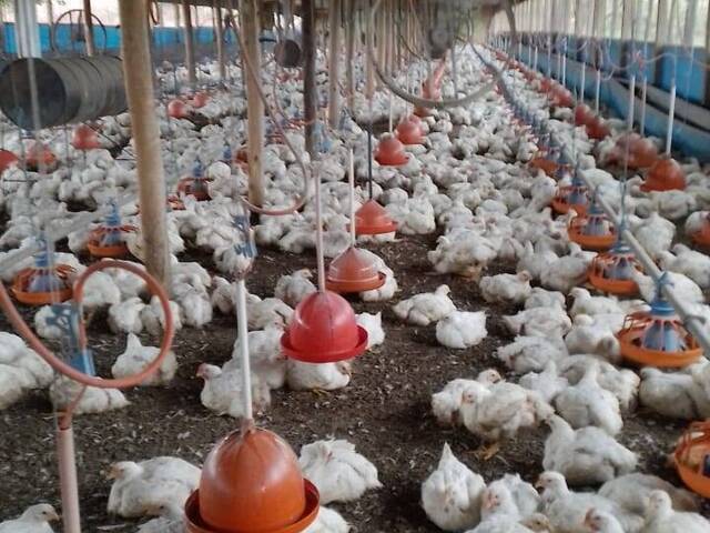 #723 - Granja para Venda em Miraselva - PR - 2